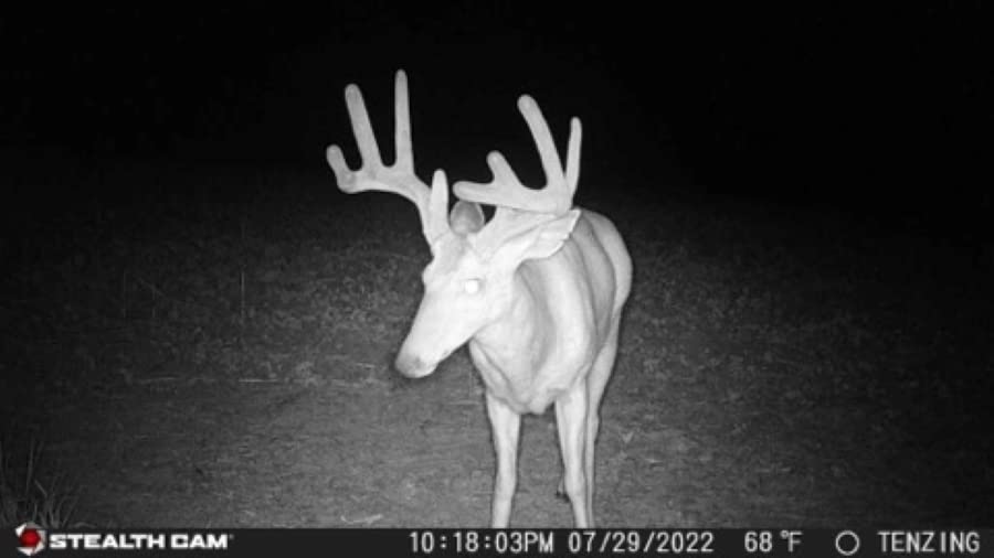 Stealth Cam Prowler Trail Camera 16MP Combo Pack