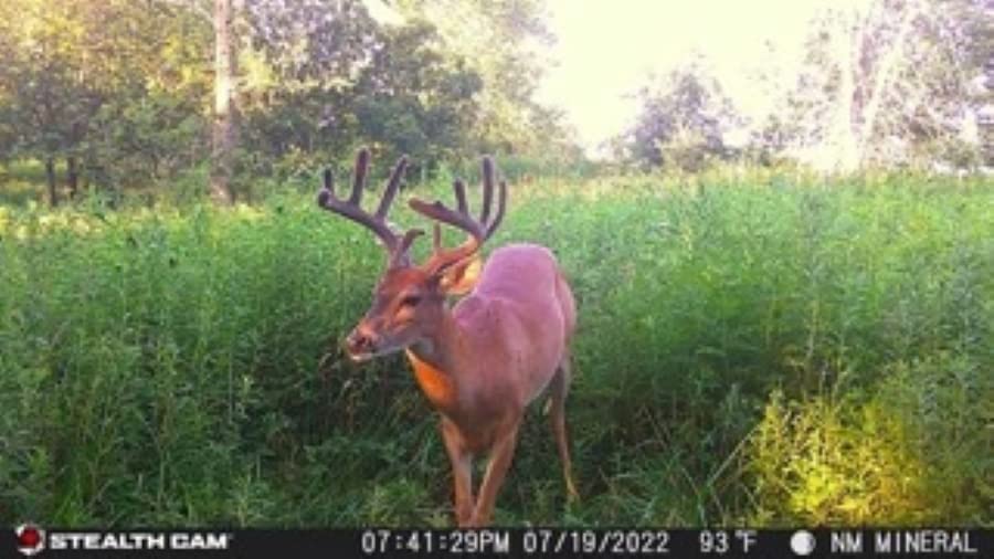 Stealth Cam Prowler Trail Camera 16MP Combo Pack